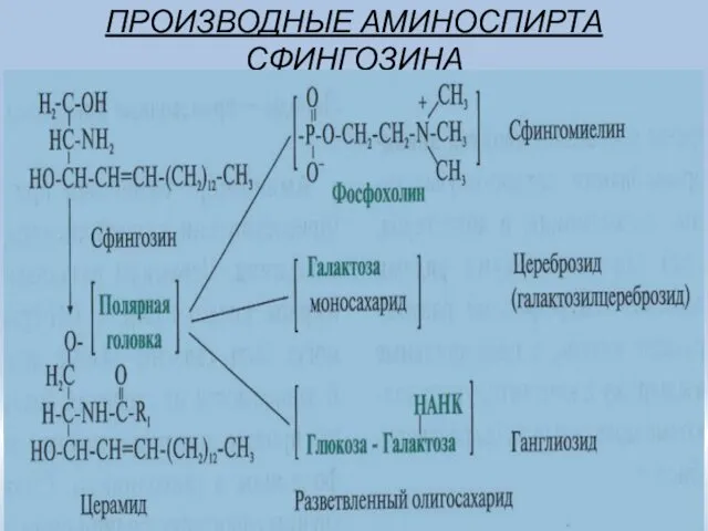 ПРОИЗВОДНЫЕ АМИНОСПИРТА СФИНГОЗИНА