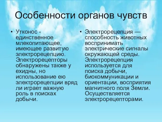 Особенности органов чувств Утконос - единственное млекопитающее, имеющее развитую электрорецепцию. Электрорецепторы