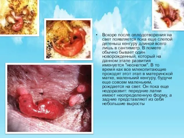 Вскоре после оплодотворения на свет появляется пока еще слепой детеныш кенгуру