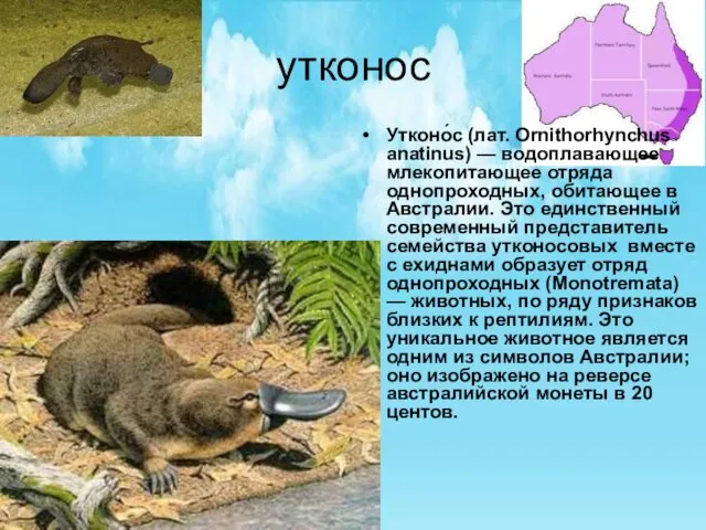 утконос Утконо́с (лат. Ornithorhynchus anatinus) — водоплавающее млекопитающее отряда однопроходных, обитающее