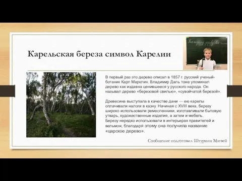 Карельская береза символ Карелии В первый раз это дерево описал в