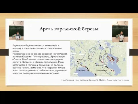 Ареал карельской березы Карельская береза считается аномалией, и поэтому в природе