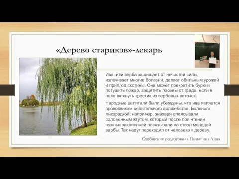 «Дерево стариков»-лекарь Ива, или верба защищает от нечистой силы, излечивает многие