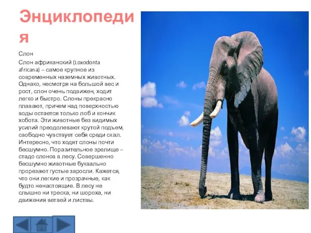 Энциклопедия Слон Слон африканский (Loxodonta africana) – самое крупное из современных