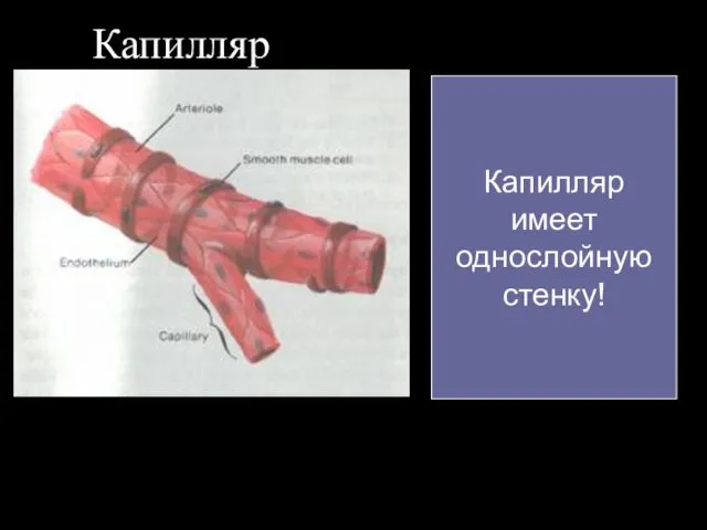 Капилляр Капилляр имеет однослойную стенку!