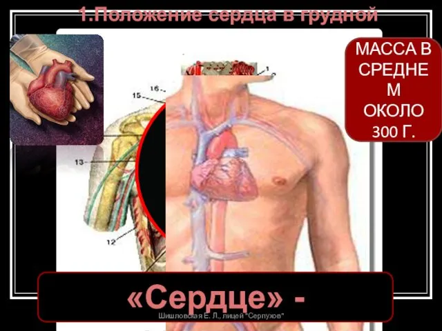 1.Положение сердца в грудной полости «Сердце» - «середина» МАССА В СРЕДНЕМ