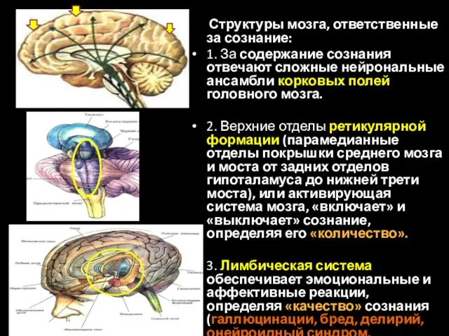 Структуры мозга, ответственные за сознание: 1. За содержание сознания отвечают сложные