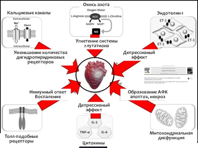 Митохондриальная дисфункция Цитокины Толл-подобные рецепторы Депрессивный эффект Кальциевые каналы Окись азота