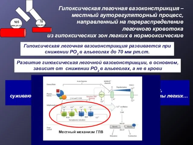 Гипоксическая легочная вазоконстрикция – местный ауторегуляторный процесс, направленный на перераспределение легочного