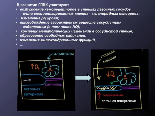 В развитии ГЛВК участвуют: возбуждение хеморецепторов в стенках легочных сосудов и/или