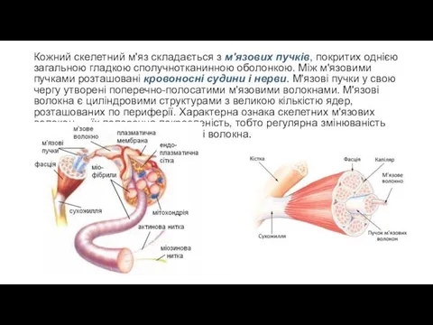 Кожний скелетний м'яз складається з м'язових пучків, по­критих однією загальною гладкою