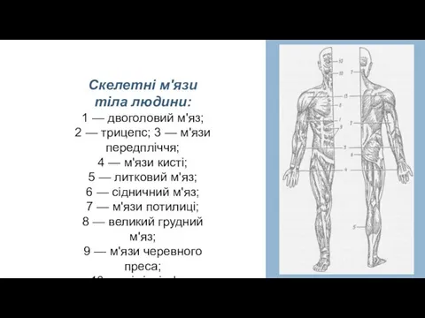 Скелетні м'язи тіла людини: 1 — двоголовий м'яз; 2 — трицепс;