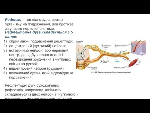 Рефлекс — це відповідна реакція організму на подразнення, яка протікає за