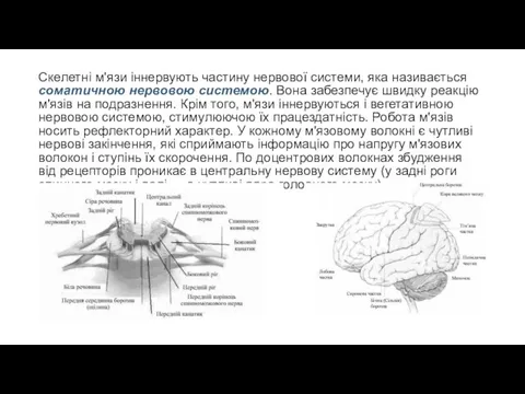 Скелетні м'язи іннервують частину нервової системи, яка на­зивається соматичною нервовою системою.