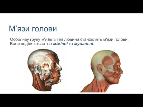 М’язи голови Особливу групу м'язів в тілі людини становлять м'язи голови.