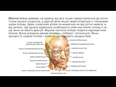 Мімічні м'язи голови, на відміну від всіх інших прикріплюються до кісток