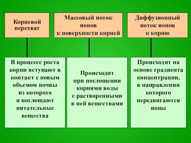 Корневой перехват Массовый поток ионов к поверхности корней Диффузионный поток ионов к корню