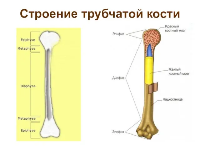 Строение трубчатой кости