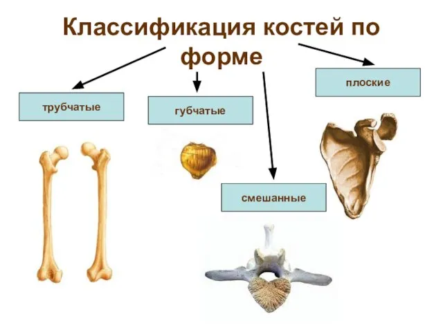 Классификация костей по форме губчатые смешанные трубчатые плоские