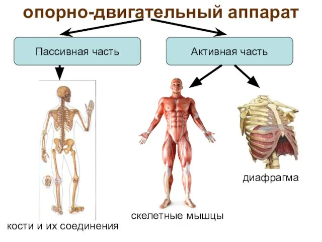 опорно-двигательный аппарат кости и их соединения Пассивная часть Активная часть скелетные мышцы диафрагма