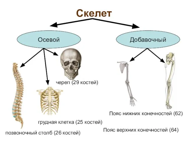 Скелет грудная клетка (25 костей) Осевой Добавочный череп (29 костей) позвоночный
