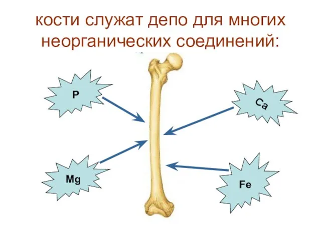 кости служат депо для многих неорганических соединений: P Ca Mg Fe