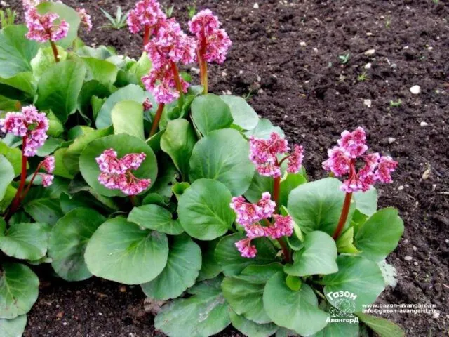 Bergenia crassifolia (L.) Saxifragaceae