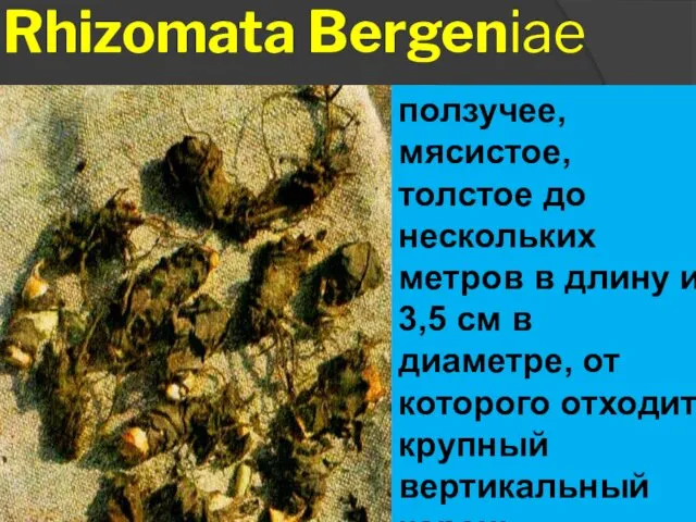 Rhizomata Bergeniae Корневище ползучее, мясистое, толстое до нескольких метров в длину