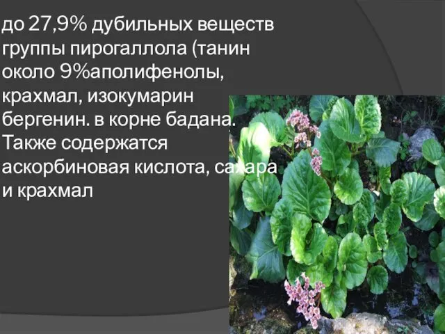 до 27,9% дубильных веществ группы пирогаллола (танин около 9%аполифенолы, крахмал, изокумарин