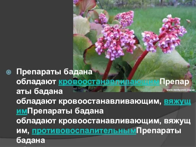 Препараты бадана обладают кровоостанавливающимПрепараты бадана обладают кровоостанавливающим, вяжущимПрепараты бадана обладают кровоостанавливающим,