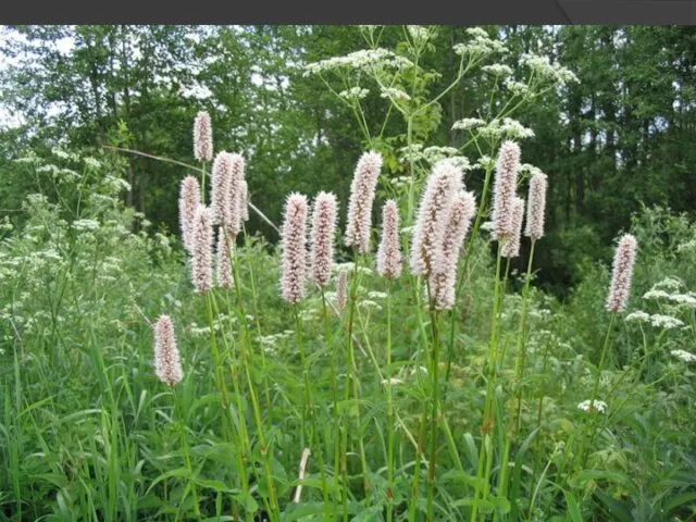 Polygonum bistorta L. Polygonaceae