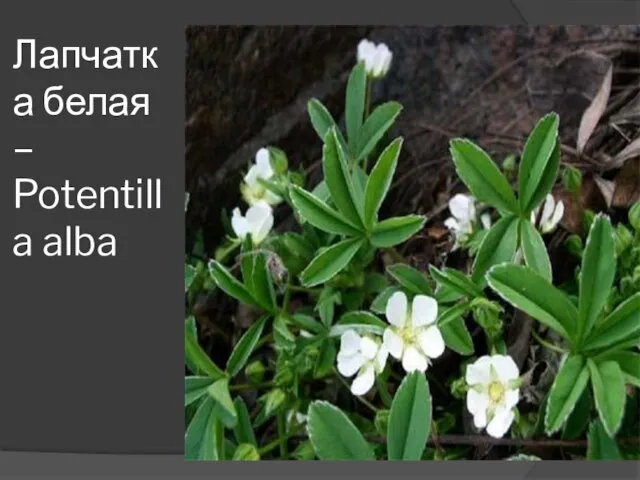 Лапчатка белая – Potentilla alba