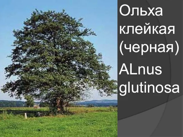 Ольха клейкая (черная) ALnus glutinosa