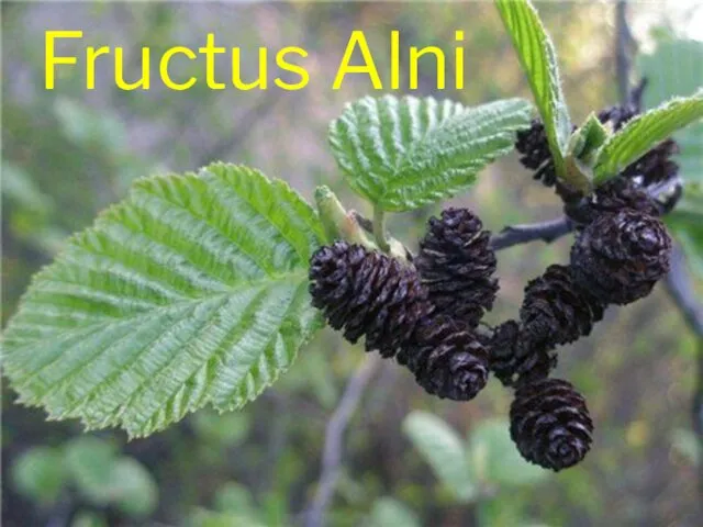 Fructus Alni