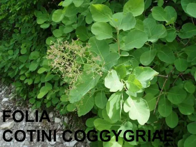 FOLIA COTINI COGGYGRIAE