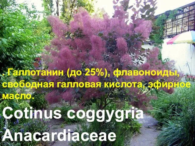 Cotinus coggygria Anacardiaceae . Галлотанин (до 25%), флавоноиды, свободная галловая кислота, эфирное масло.