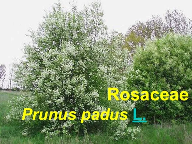 Rosaceae Prunus padus L.