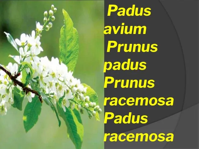 Padus avium Prunus padus Prunus racemosa Padus racemosa