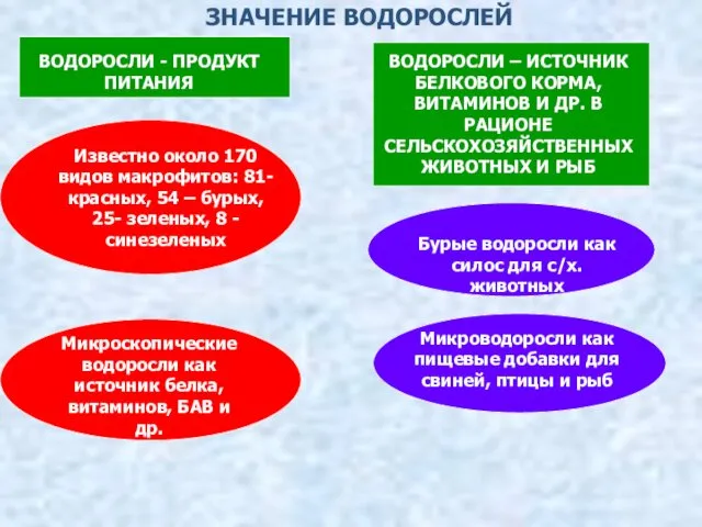 ЗНАЧЕНИЕ ВОДОРОСЛЕЙ ВОДОРОСЛИ - ПРОДУКТ ПИТАНИЯ ВОДОРОСЛИ – ИСТОЧНИК БЕЛКОВОГО КОРМА,