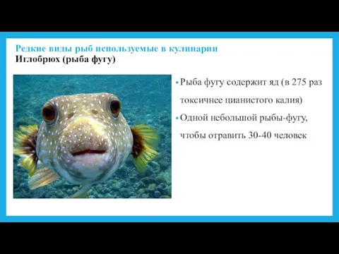 Рыба фугу содержит яд (в 275 раз токсичнее цианистого калия) Одной