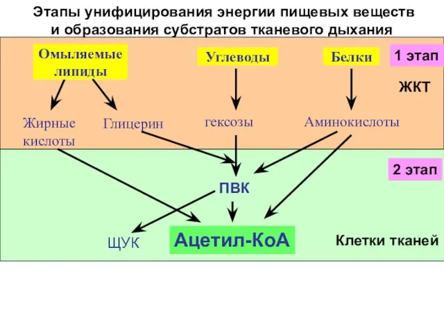 Этапы унифицирования энергии пищевых веществ и образования субстратов тканевого дыхания Омыляемые