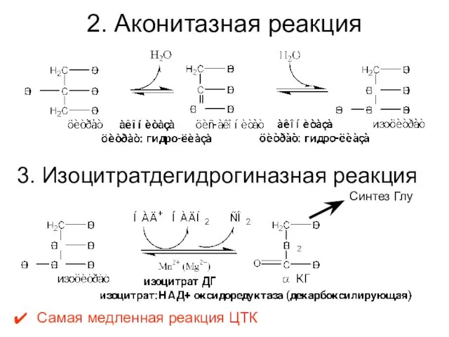 2. Аконитазная реакция 3. Изоцитратдегидрогиназная реакция Самая медленная реакция ЦТК Синтез Глу