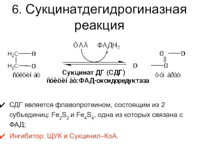 6. Сукцинатдегидрогиназная реакция СДГ является флавопротеином, состоящим из 2 субъединиц: Fe2S2