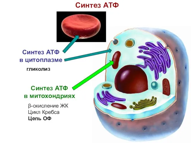 Синтез АТФ Синтез АТФ в митохондриях β-окисление ЖК Цикл Кребса Цепь