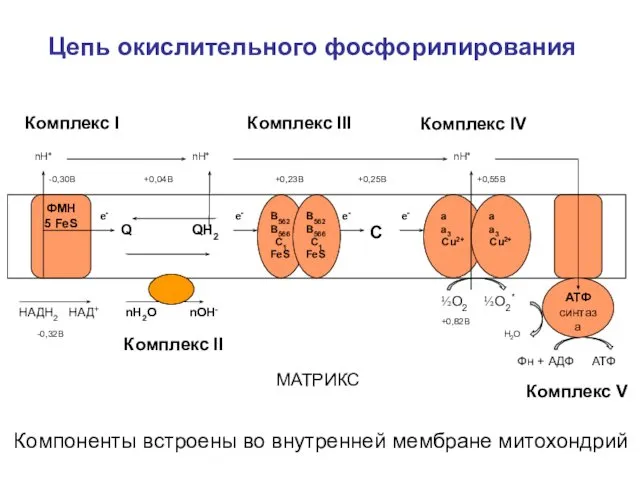 Цепь окислительного фосфорилирования Q ½О2 ½О2* Н2О НАДН2 НАД+ nН+ е-