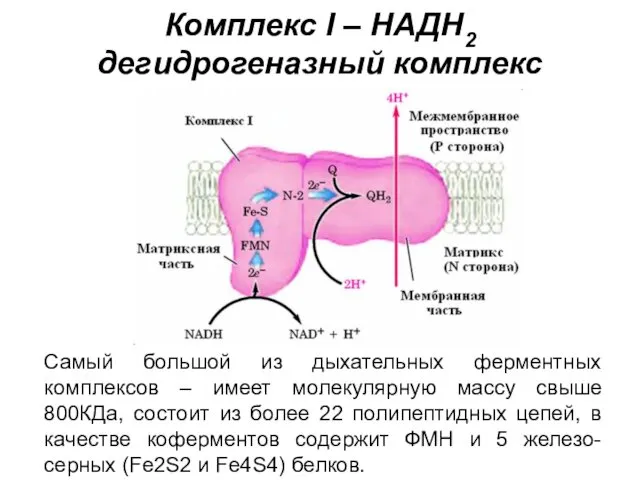 Комплекс I – НАДН2 дегидрогеназный комплекс Cамый большой из дыхательных ферментных