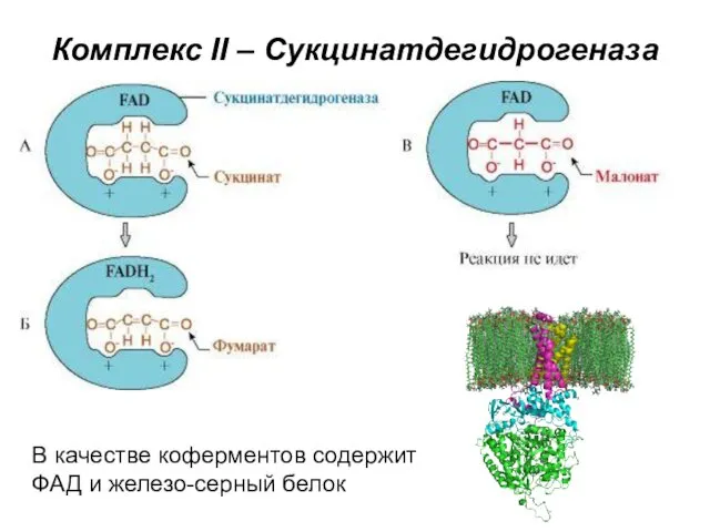 Комплекс II – Сукцинатдегидрогеназа В качестве коферментов содержит ФАД и железо-серный белок