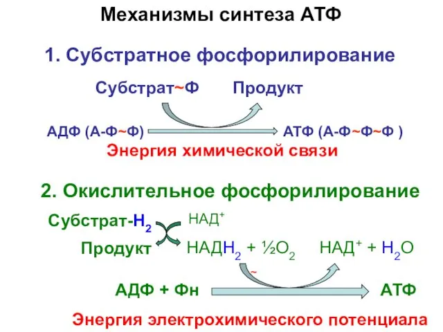 АДФ + Фн АТФ Механизмы синтеза АТФ Энергия электрохимического потенциала 2.