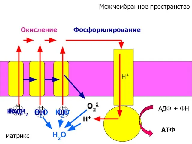 Н+ Н+ Н+ ē Фосфорилирование АДФ + ФН АТФ Н+ Межмембранное