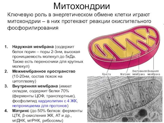 Митохондрии Ключевую роль в энергетическом обмене клетки играют митохондрии – в